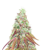 Graines de cannabis Do-G (Ripper Seeds)