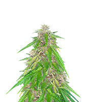 Panama (Herbies Seeds)