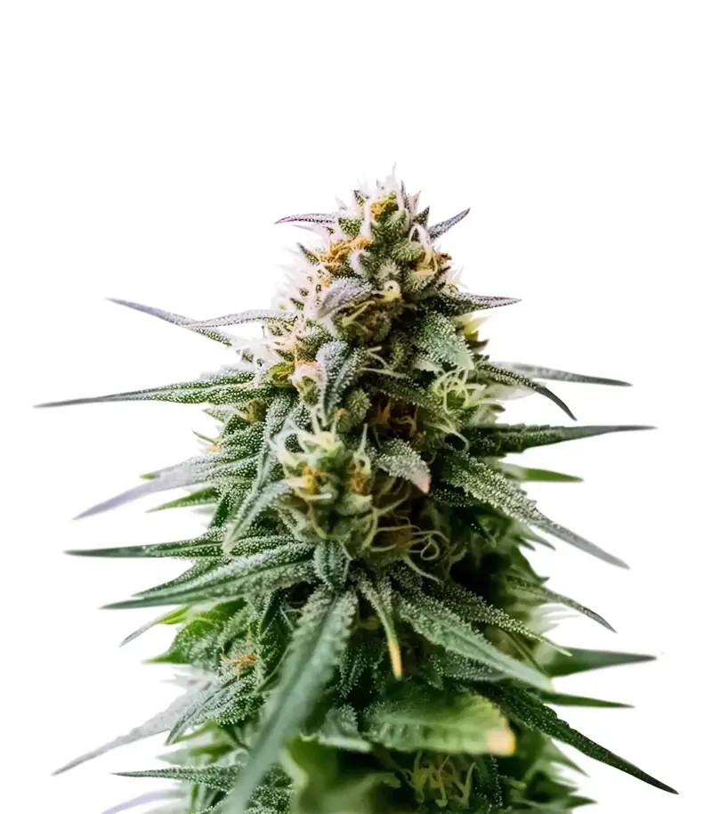 Auto Orange Gorilla XL Seeds (Original Sensible Seeds)
