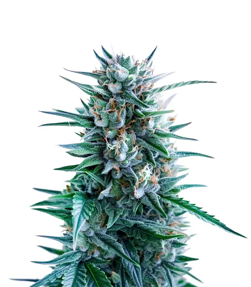 Banana Brawler Seeds (Royal Queen Seeds)
