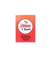 Blueberry (Phoenix Seeds)