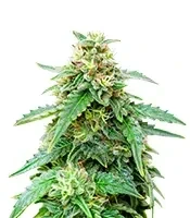Semi Femminizzati Bruce Banner Auto (Barney's Farm)