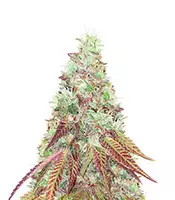 Do-G feminized seeds