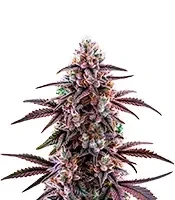 Motor Breath Seeds