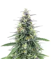 Original Moby Dick Auto Seeds