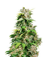 California Indica regular (Sensi Seeds)