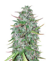 Graines de cannabis Critical 47 (Positronics Seeds)