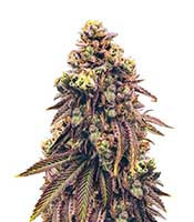 Grand Daddy Purp regular (Grand Daddy Purp) Cannabis-Samen