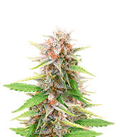 Black Domina Fast Version Feminized Seeds (Herbies Seeds USA)