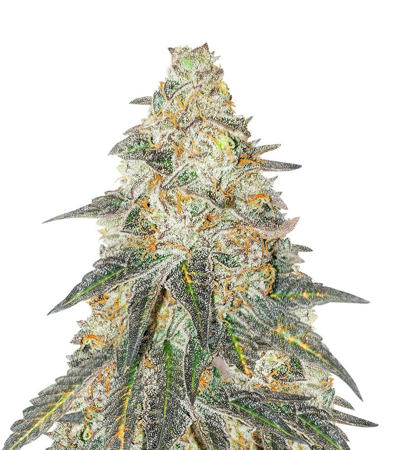 Runtz (Herbies Seeds)
