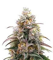Blueberry Muffin Seeds (Humboldt Seed Company)