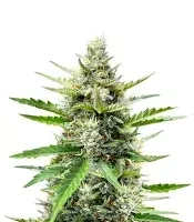 Humboldt Dream Autoflower เมล็ดพันธุ์สตรี (Humboldt Seed Company)
