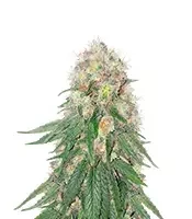 Kush Mints Fast Version เมล็ดพันธุ์สตรี (Seedkeepers)