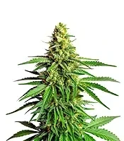 Kyle’s Cherry AK 47 Seeds
