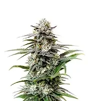 Semi Femminizzati London Pound Cake Auto (Barney's Farm)