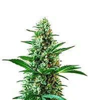 Sour Diesel Auto Seeds
