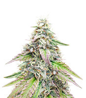 Sugar Bomb Punch feminized seeds