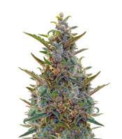 Graines de cannabis Berry Ryder Auto (Auto Seeds)