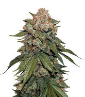 Sherbet feminized seeds