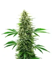 Alien OG Seeds