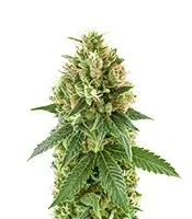 Semi femminizzati Blue Spider