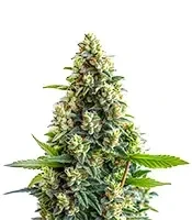 Bruce Banner Auto Seeds