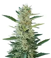 Durban Poison Seeds (Herbies Seeds)