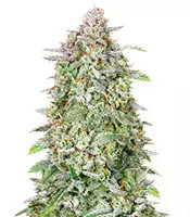 Semi Femminizzati Forbidden Runtz Auto (Fast Buds)