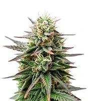 Peanut Butter Breath Auto Seeds