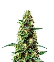 Strawberry Cough Seeds