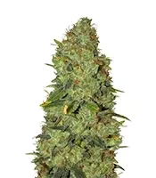 White Widow Seeds (Herbies Seeds)