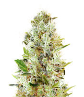 Auto Somango feminized seeds