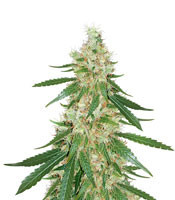 Exodus Cheese x Swaziland feminized seeds