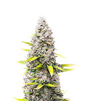 OG Kush Feminized Seeds (Herbies Seeds USA)