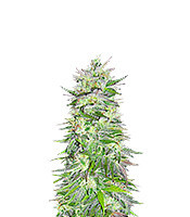 Snow Bud (Dutch Passion) Cannabis-Samen