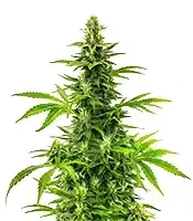 Bruce Banner Fast Seeds