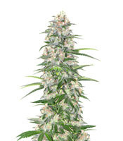 American Dream regular (Sensi Seeds) Cannabis-Samen