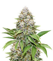 Semillas feminizadas Bruce Banner #3 Fast (Original Sensible Seeds)