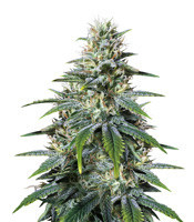 Chocolate Heaven feminized seeds