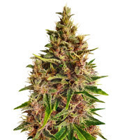 Malawi x PCK feminized seeds