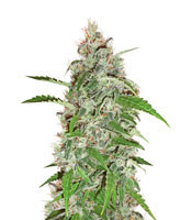 Nevil Bilbo Auto feminized seeds