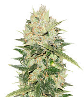 White Critical (White Widow +) feminized seeds (Original Sensible Seeds)