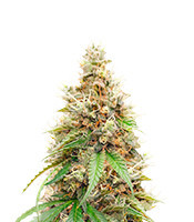 CBD White Widow 1:1 Feminized Seeds (Herbies Seeds USA)