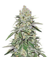 Cookies & Cream Cheese feminized seeds