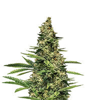 Rose Domina feminized seeds