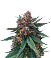 Purple Bud feminized seeds