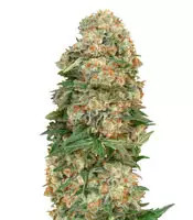 Afghan Skunk (Advanced Seeds)