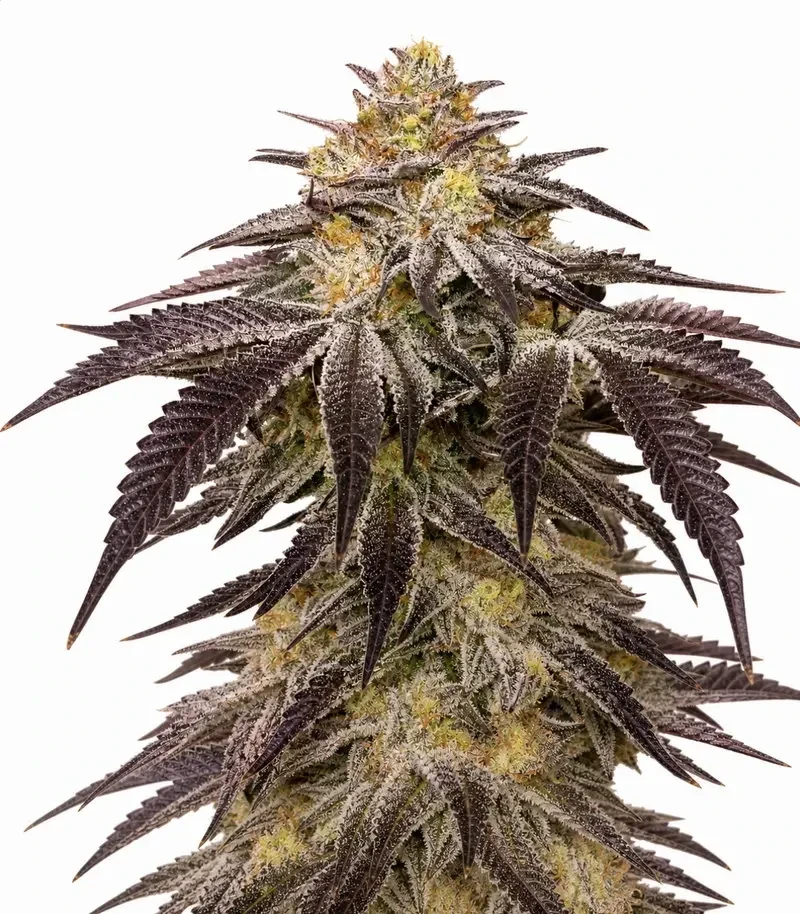 Frozen Biscotti Seeds (Dutch Passion)