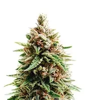 Gorilla Ice Cream (Expert Seeds) feminized seeds