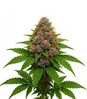 Hippo High Seeds